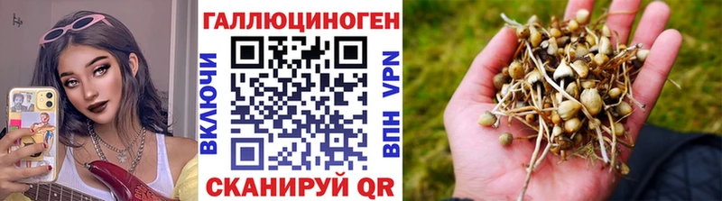 где можно купить наркотик  Можайск  Псилоцибиновые грибы GOLDEN TEACHER 